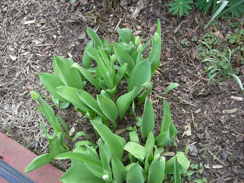 Tulips1-vi.jpg