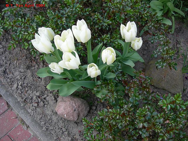 Tulips3-vi.jpg